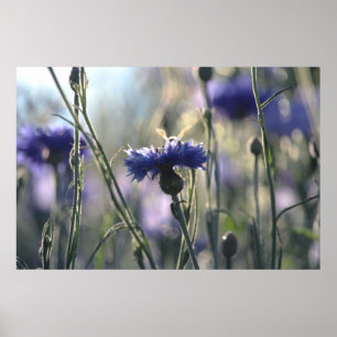 Poster Bleuets Soir d'Été Prairie