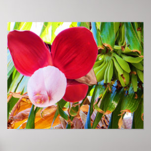 Poster Bliss de bananier