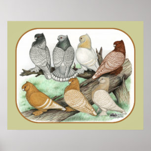 Poster Blondinettes de pigeons de frill classique