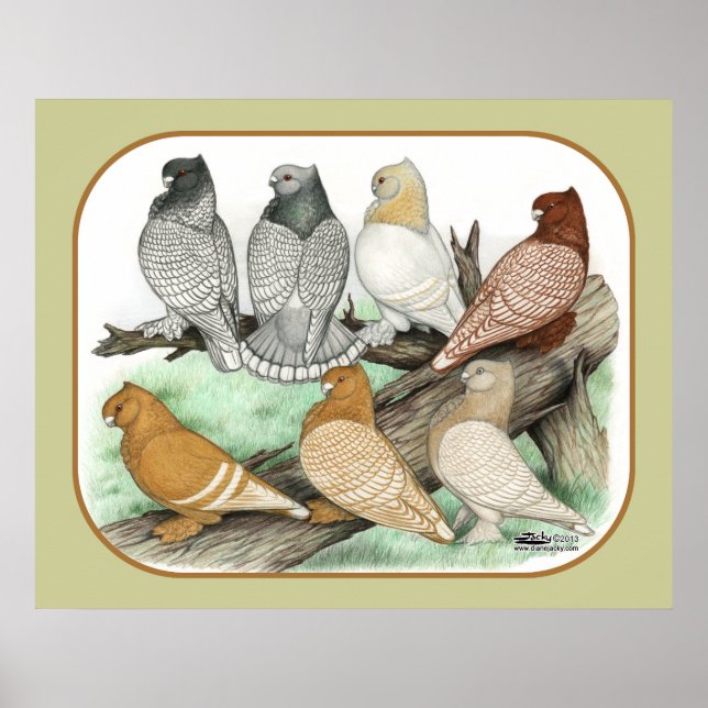 Poster Blondinettes de pigeons de frill classique (Devant)