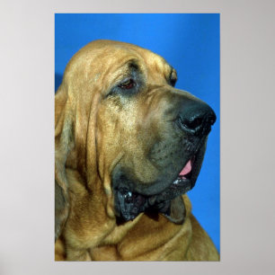 Poster Bloodhound