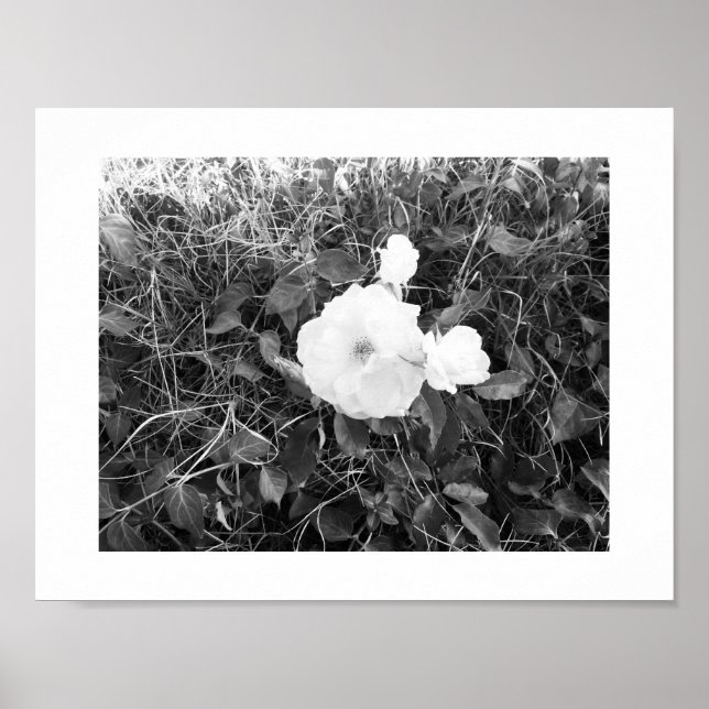Poster Bloom Photographie noir et blanc (Devant)