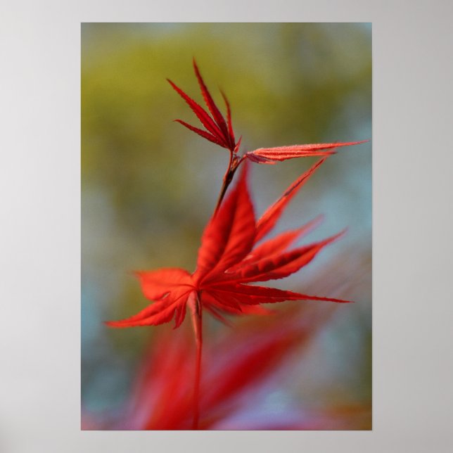 Poster "Bloom rouge", Feuille d'érable (Devant)