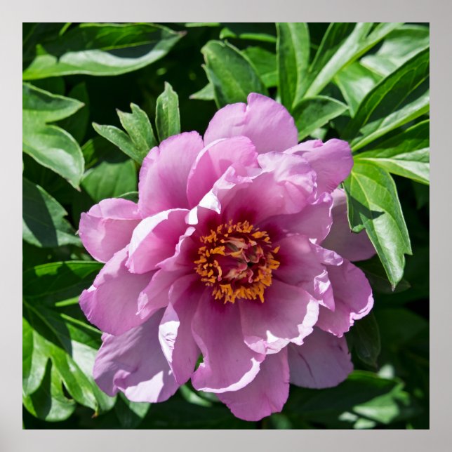 Poster Blooming Peony (Devant)