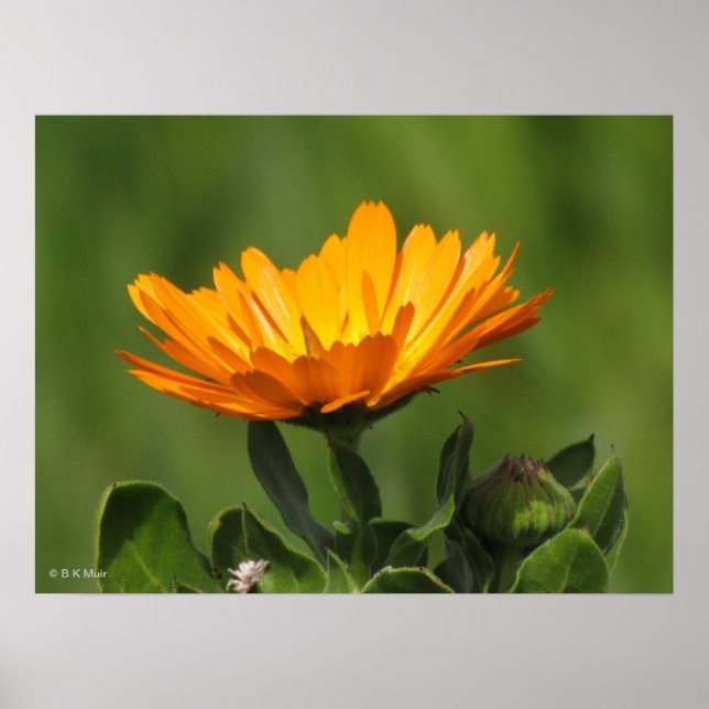 Poster - Blossom Calendual (Devant)