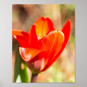 Poster Blossom de la tulipe rouge