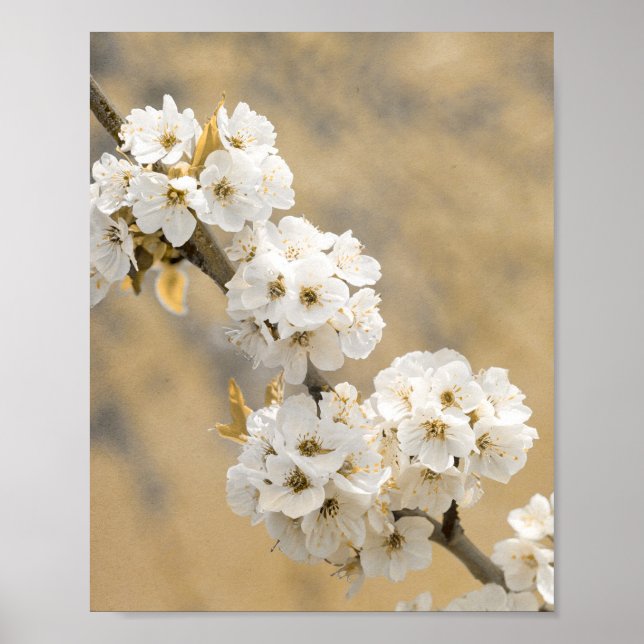 Poster Blossom Symphony Natures Ouverture (Devant)