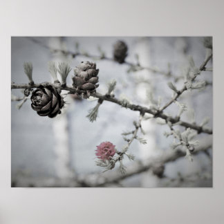 Poster Blossom Tree