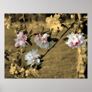 Poster Blossoms De Printemps En Couleur Partielle Sepia V