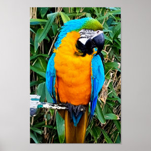 Poster Blue and Yellow Macaw Parrot