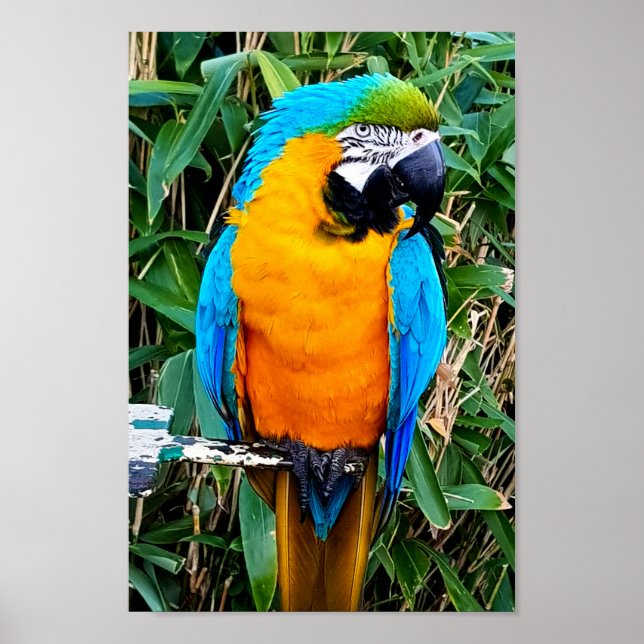 Poster Blue and Yellow Macaw Parrot (Devant)