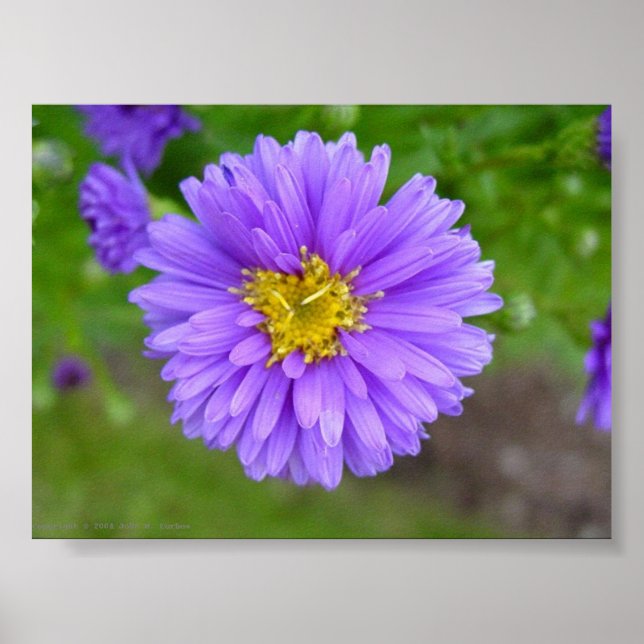 Poster Blue Aster (Devant)