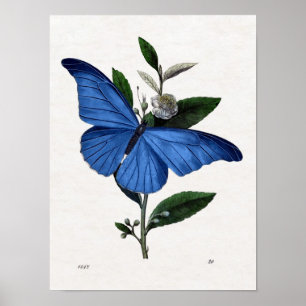 Poster Blue Butterfly