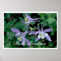 Blue Columbine, Parc national des Rocheuses