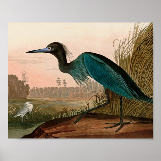 Poster Blue Crane or Heron Birds of America Audubon Print (Devant)