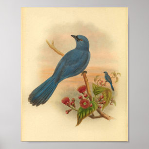 Poster Blue Cuckoo Shrike Bird Vintage Imprimer Fleurs ro