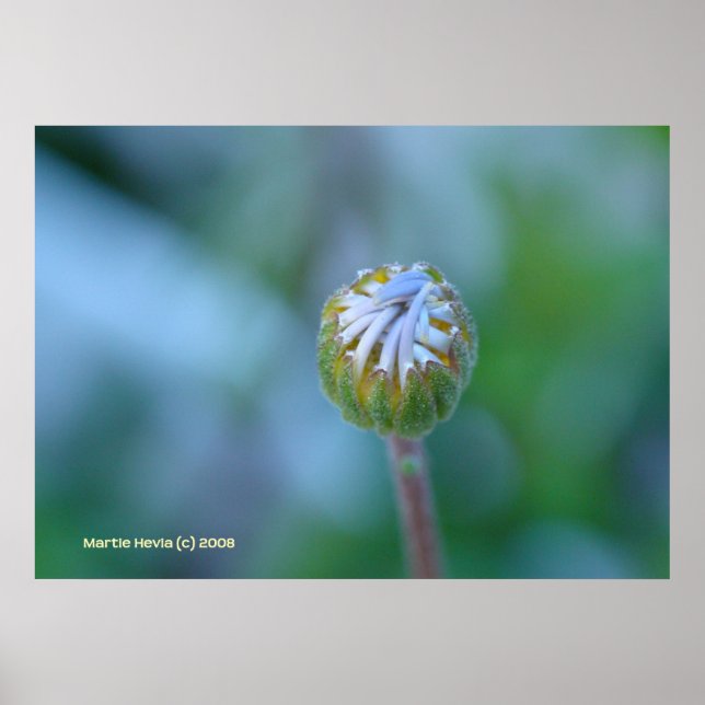 Poster Blue Daisy Bud (Devant)