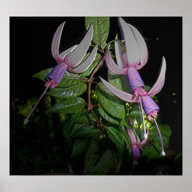 Poster Blue Fushia (Devant)