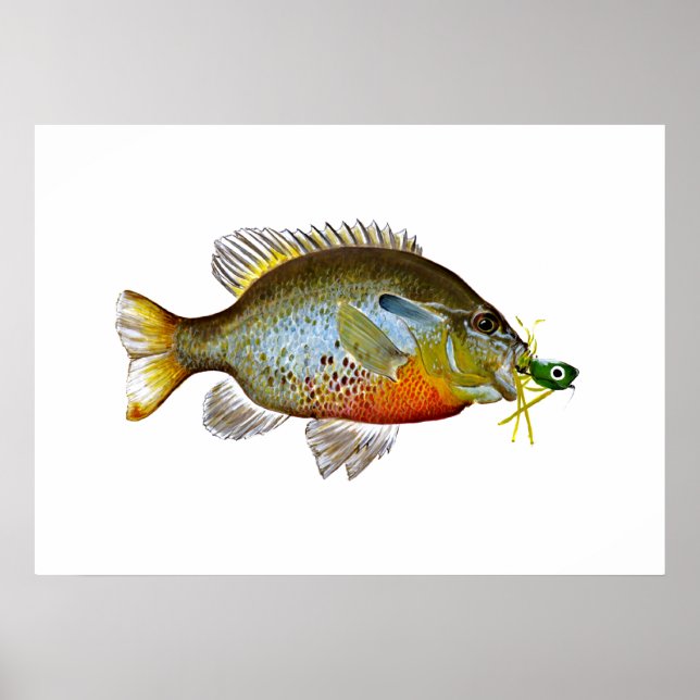 Poster Blue Gill - Graine Citrouille (Devant)