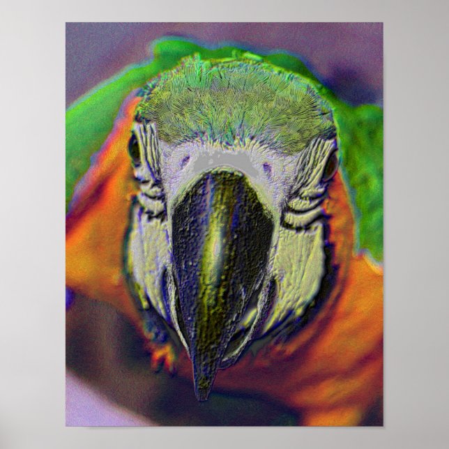 Poster Blue Gold Macaw Face Parrot Imaginaire Art (Devant)