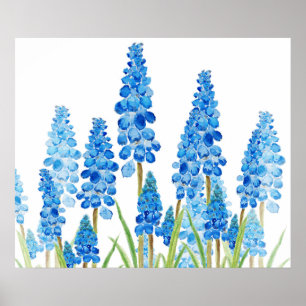Poster blue grape hyacinth forest 