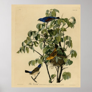Poster Blue Grosbeak from Audubon's Birds of America 