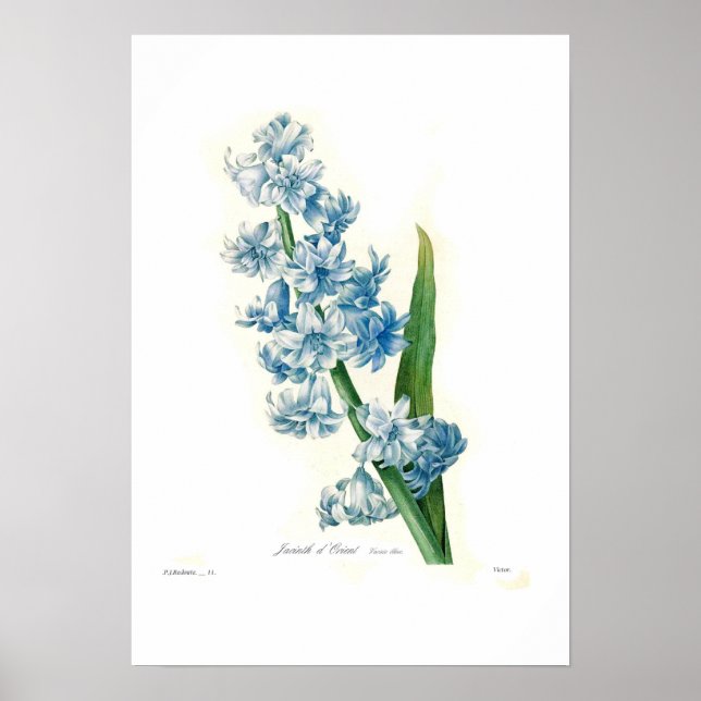 Poster Blue Hyacinth (Devant)
