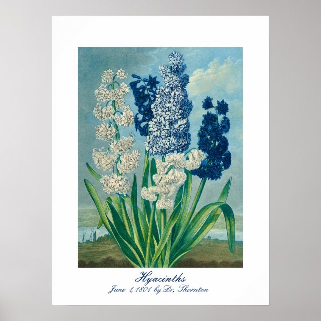 Poster Blue Hyacinths Art botanique Vintage (Devant)