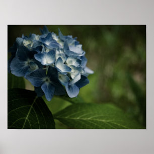 Poster Blue Hydrangea 8519 Imprimer