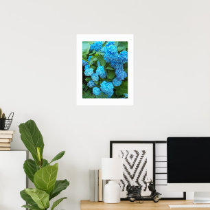 Poster Blue Hydrangea Blooms Floral Photographic