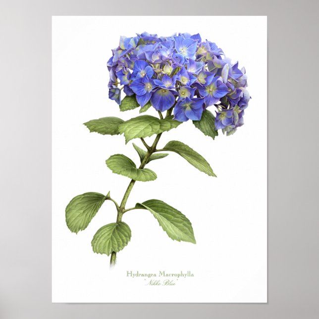 Poster Blue Hydrangea Original Art Print (Devant)