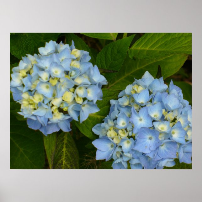 Poster Blue Hydrangeas (Devant)