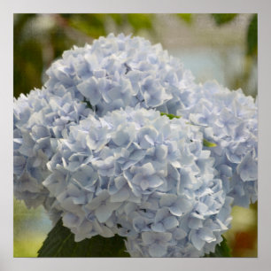 Poster Blue Hydrangeas