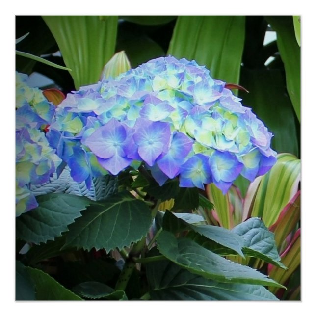 Poster Blue Hydrangeas Fleurs Floral Nature Photographie (Devant)