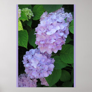 Poster Blue Hydrangeas (Photo)