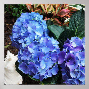 Poster Blue Hydrangeas Tropical Garden Seashell