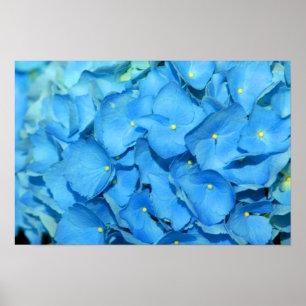 Poster Blue Hydrengea