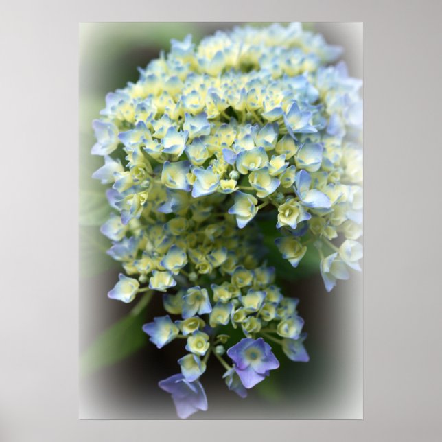Poster Blue Hydrengea (Devant)