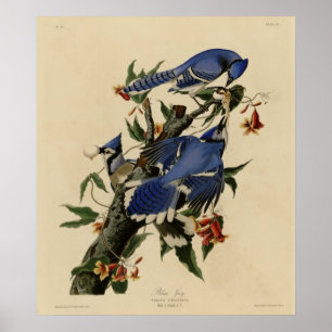 Poster Blue Jay