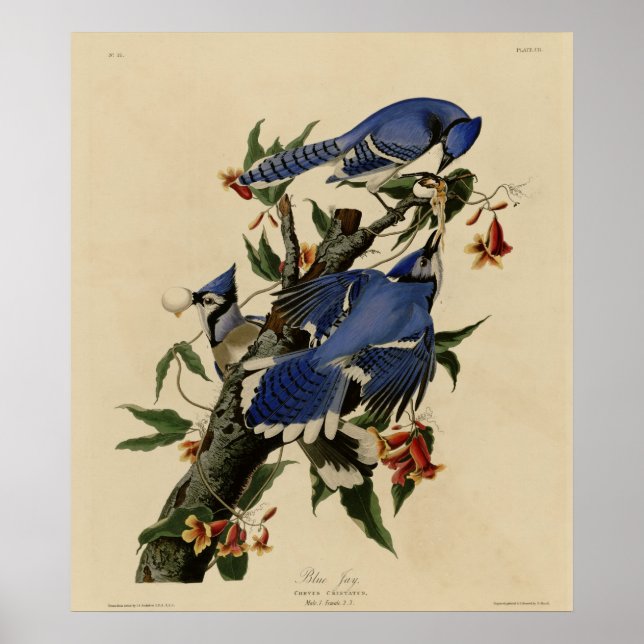 Poster Blue Jay (Devant)