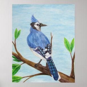 Poster Blue Jay