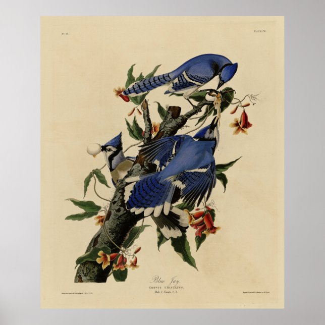Poster Blue Jay - Les oiseaux d'Amérique de John James Au (Devant)