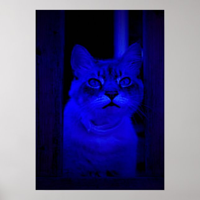 Poster Blue Kitty (Devant)