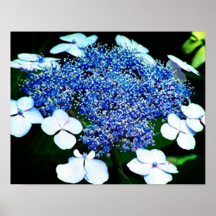 Poster Blue Lacecap Hydrangea Fleur Fermer