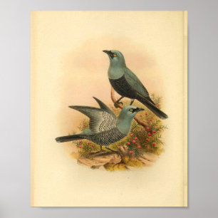 Poster Blue Mafoor Cuckoo Shrike Bird Imprimer Vintage