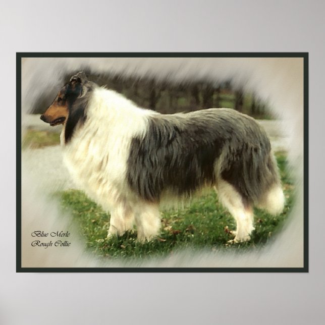 Poster Blue Merle Collie Art Imprimer (Devant)