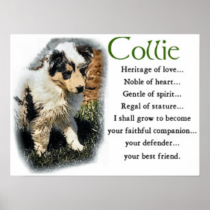 Poster Blue Merle Collie Cadeaux