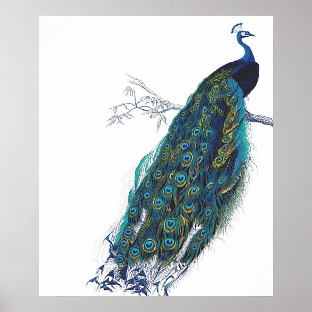 Poster Blue Peacock with beautiful tail feathers (Devant)