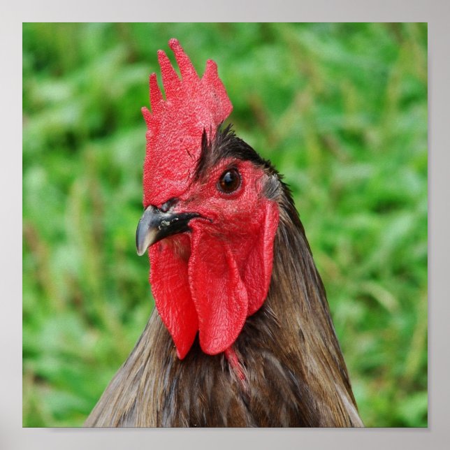 Poster Blue Rooster (Devant)