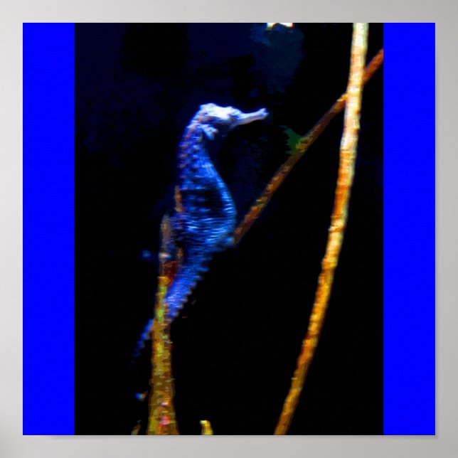 Poster Blue Seahorse CB (Devant)